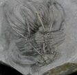 Undescribed Radiaspis Trilobite From Jorf - Incredibly Rare #34771-3